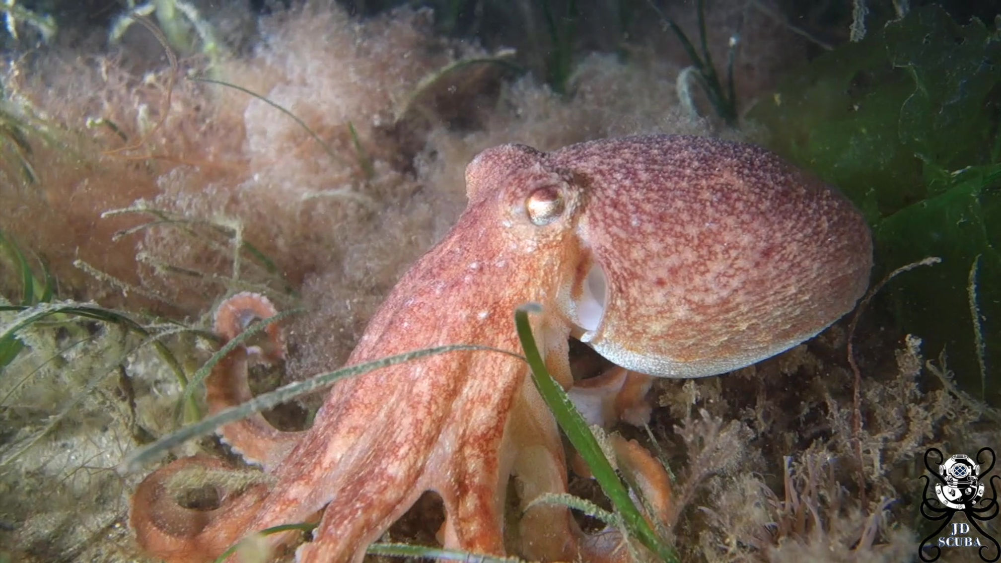 Common Octopus (Octopus vulgaris)